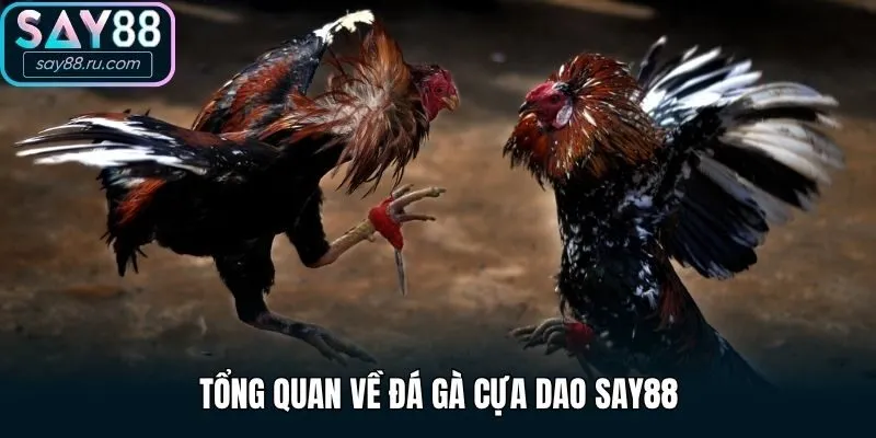 Tổng quan về đá gà cựa dao Say88